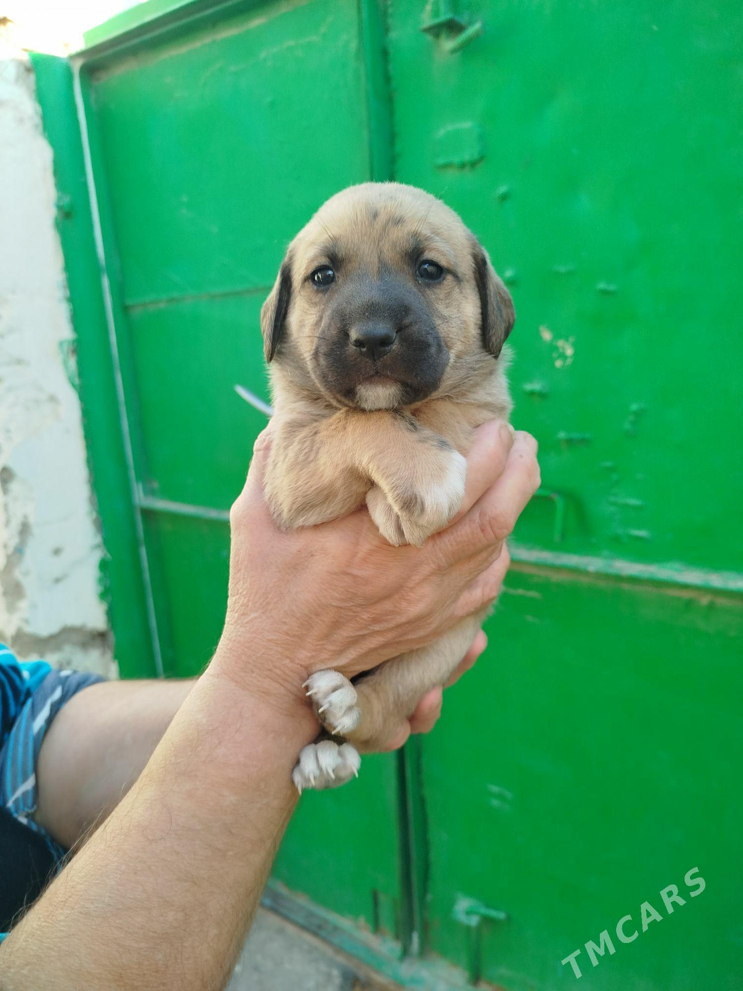 отдам - Туркменбаши - img 6