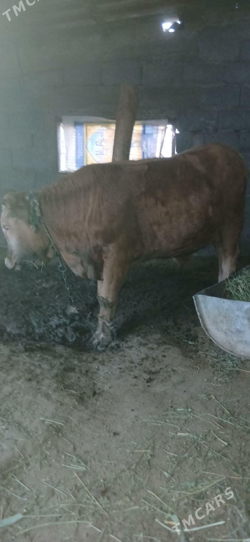 Okuz - Gökdepe - img 1