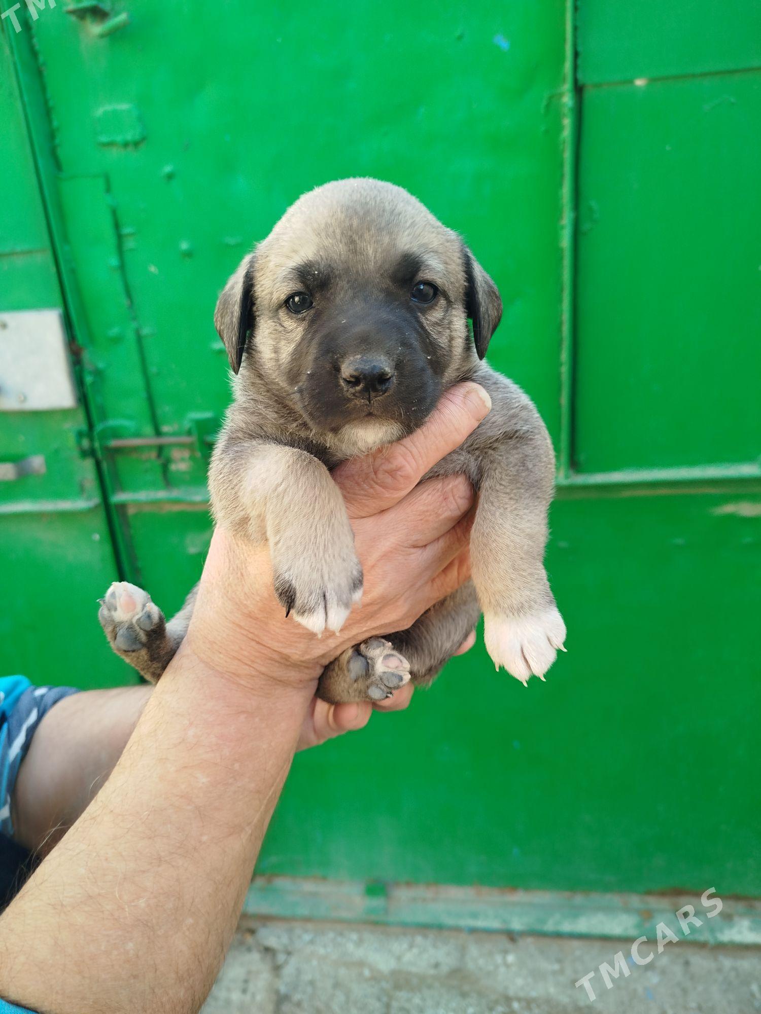 отдам - Туркменбаши - img 5