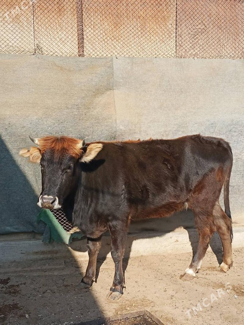 gaçar - Jebel - img 2