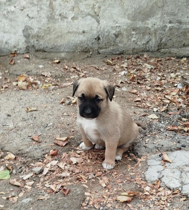 отдам - Туркменбаши - img 3