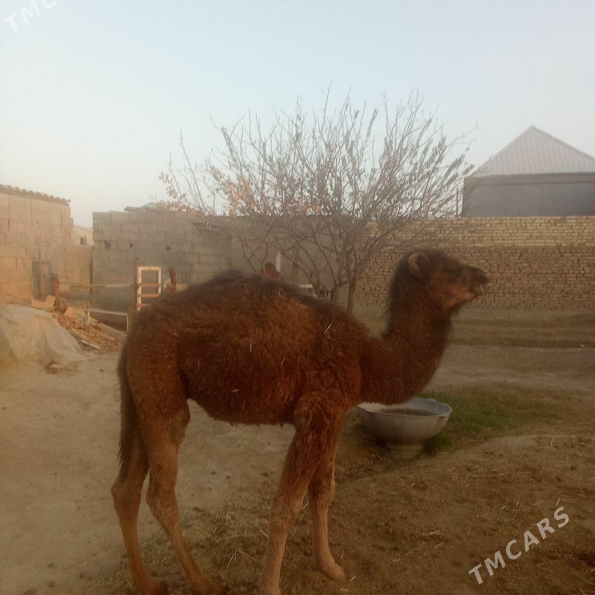 torum - Бахарден - img 1