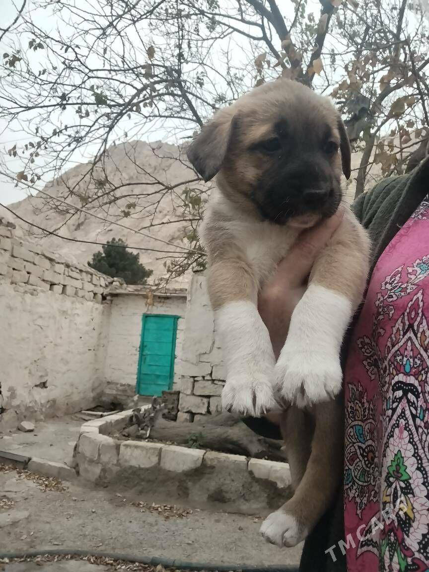 отдам - Туркменбаши - img 2