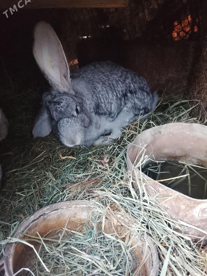 welkan towsan - Türkmenabat - img 3