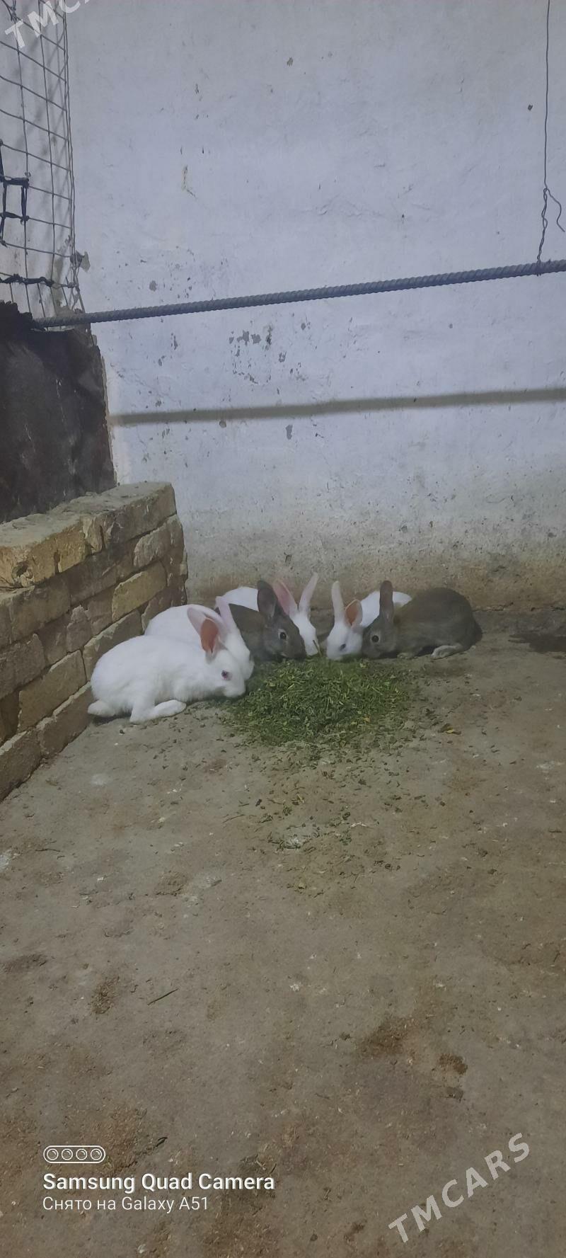 towşan - Теджен - img 2