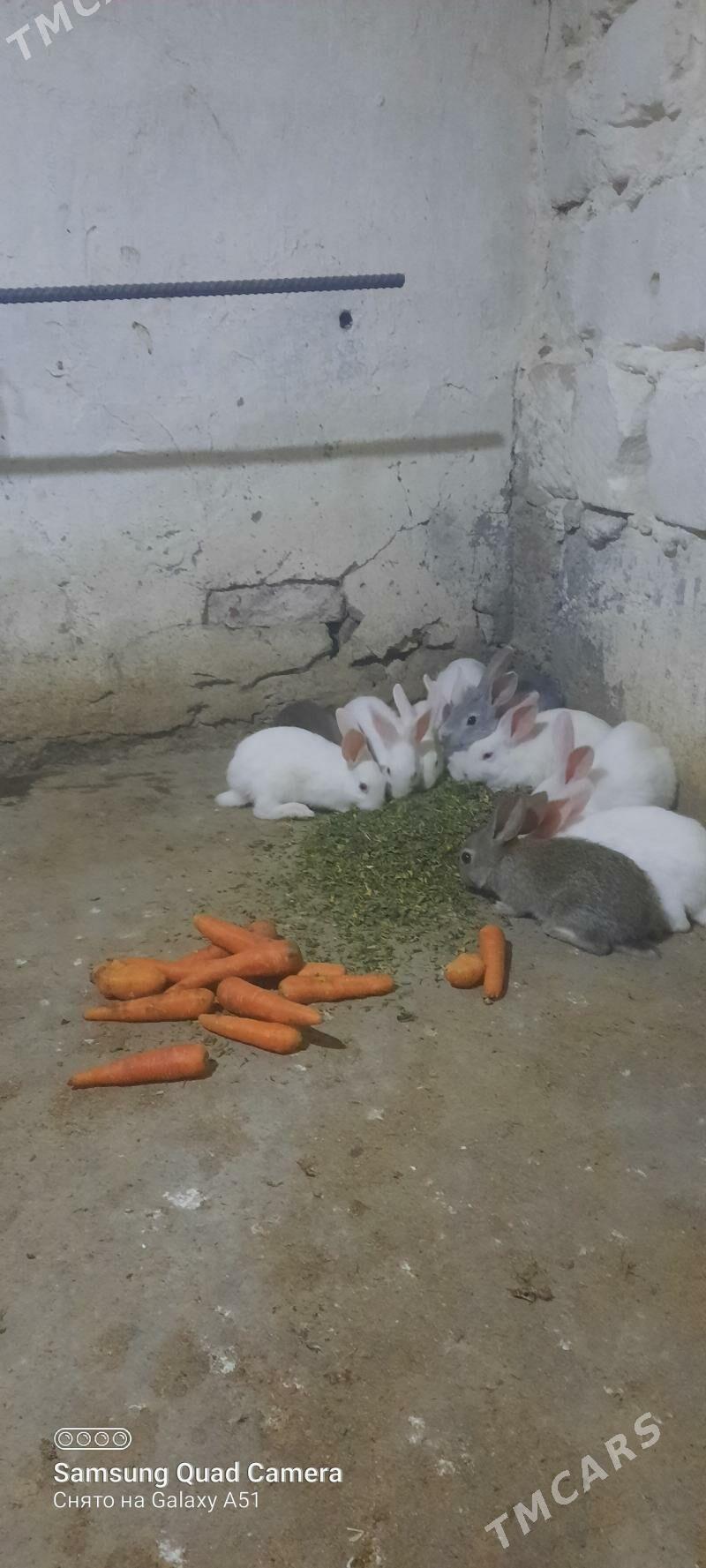 towşan - Теджен - img 4