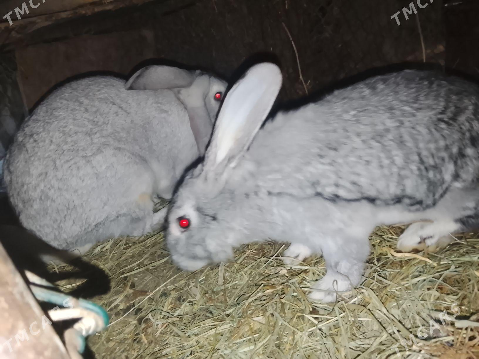 welkan towsan - Türkmenabat - img 2