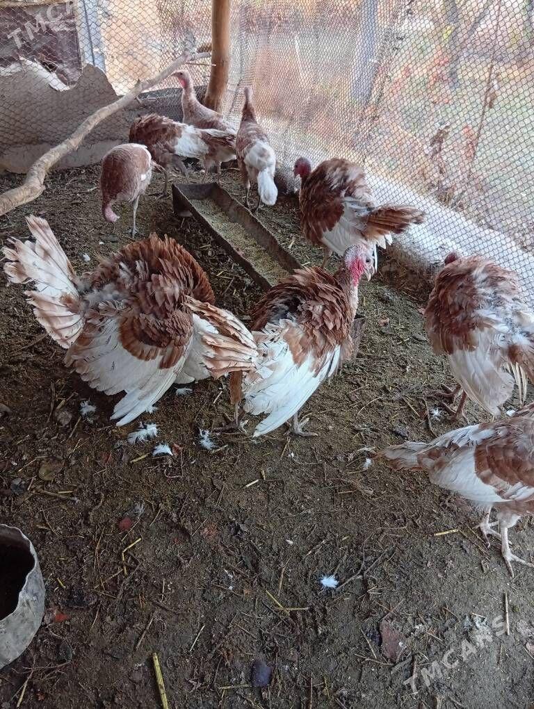 awgan induk - Farap - img 5