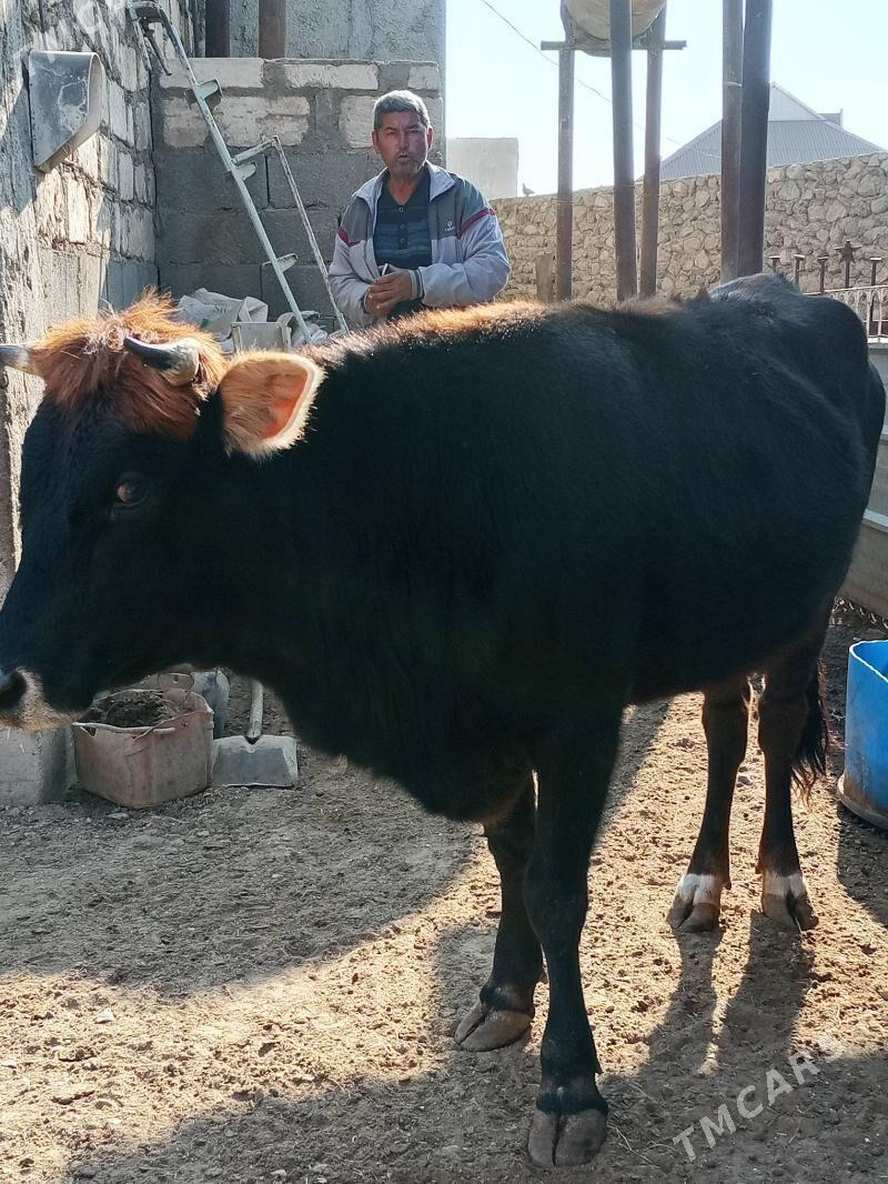 gaçar - Jebel - img 3