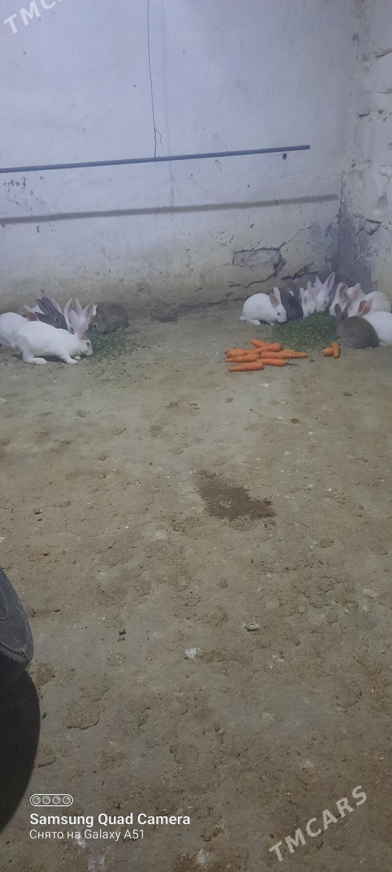 towşan - Теджен - img 3