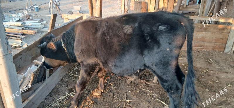 şwes öküz - Тязе заман - img 4