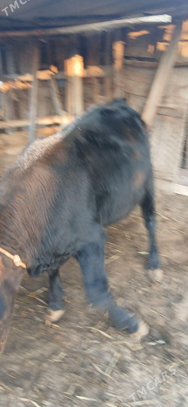 şwes öküz - Тязе заман - img 5