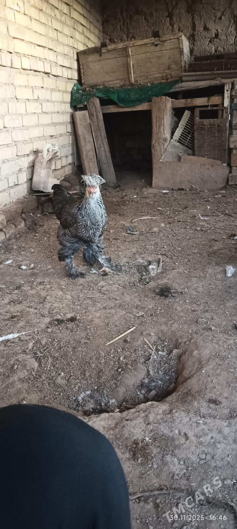 towuk - Wekilbazar - img 4