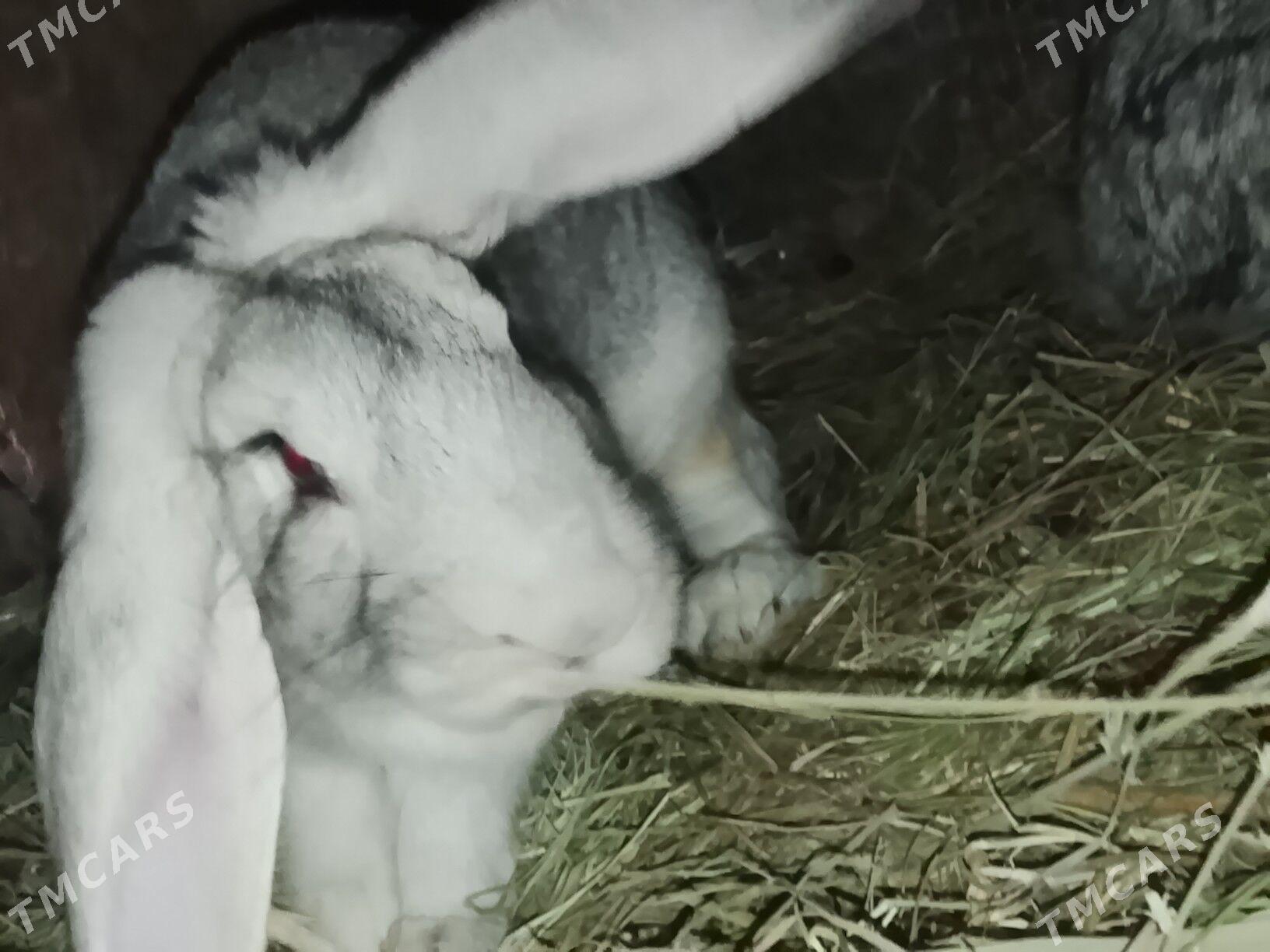 welkan towsan - Türkmenabat - img 6