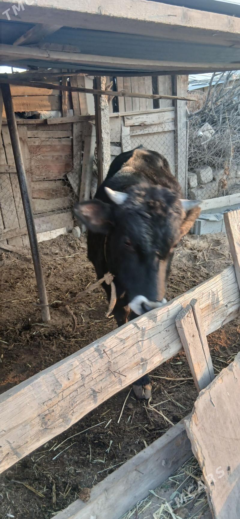 şwes öküz - Тязе заман - img 8