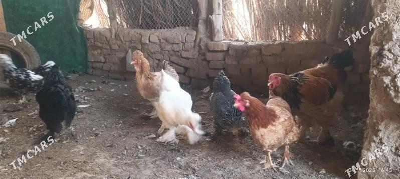 towuk - Wekilbazar - img 2