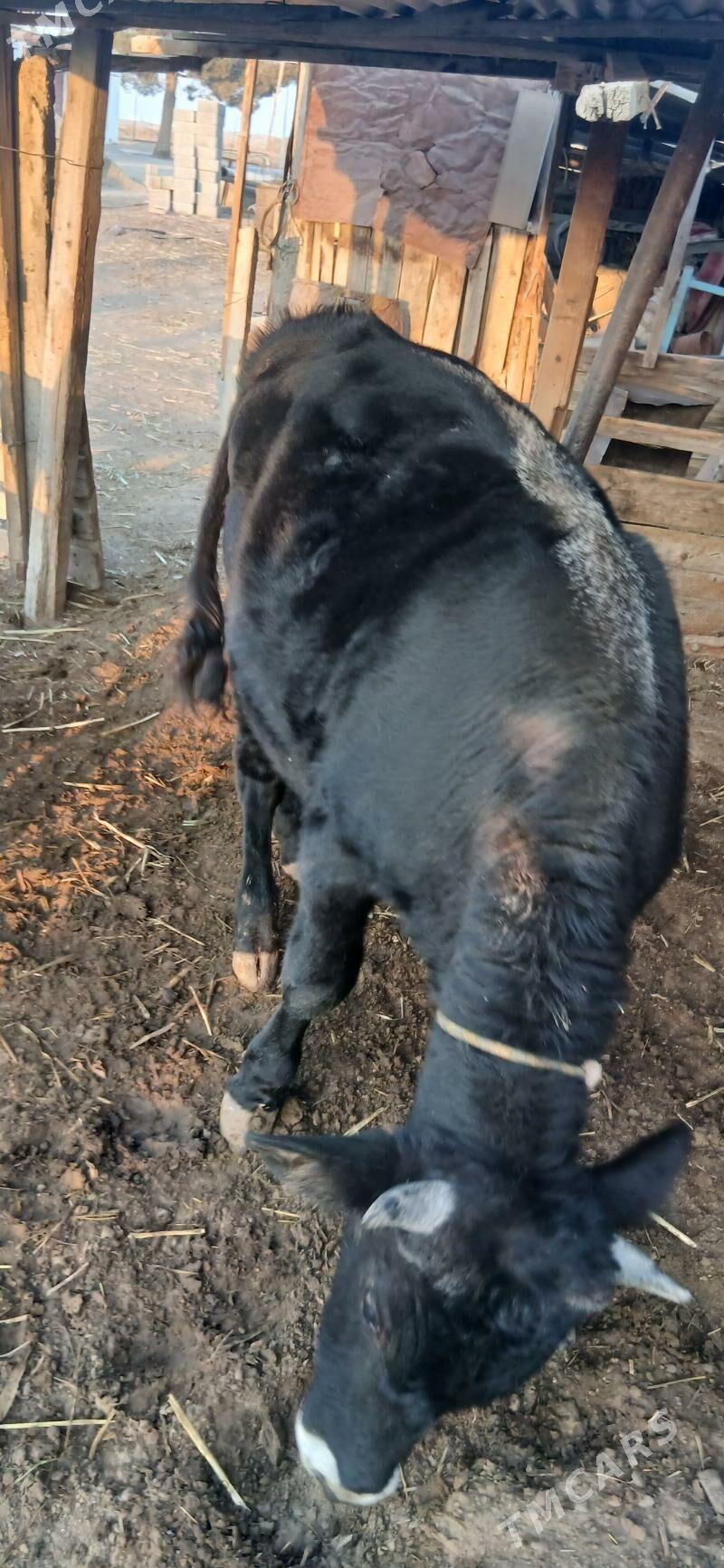 şwes öküz - Тязе заман - img 2