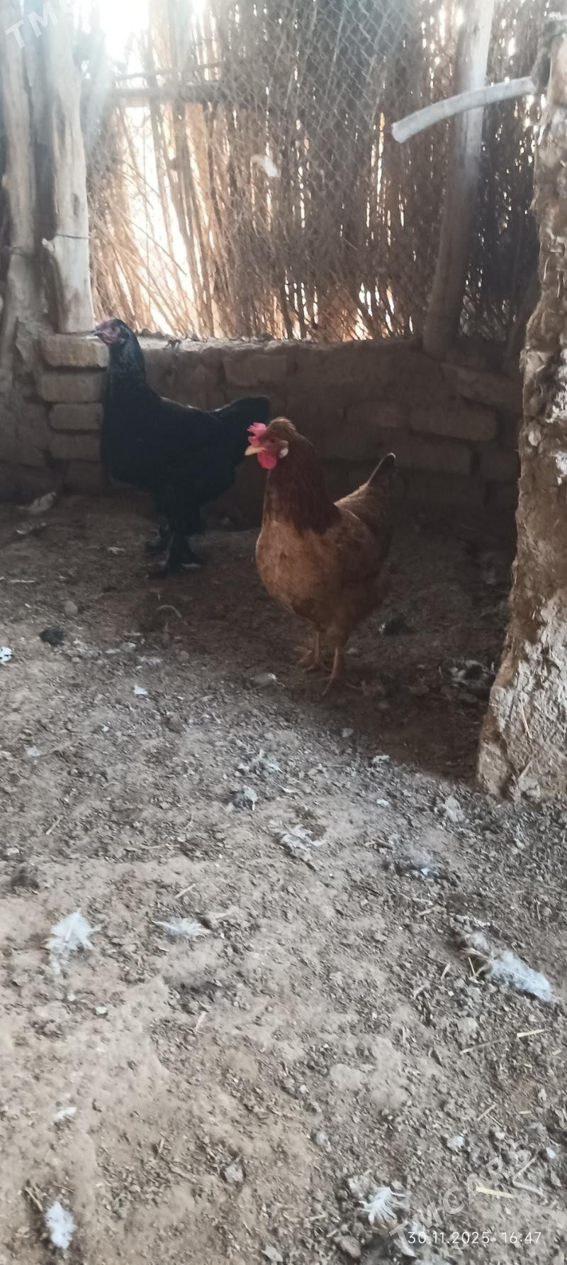 towuk - Wekilbazar - img 5