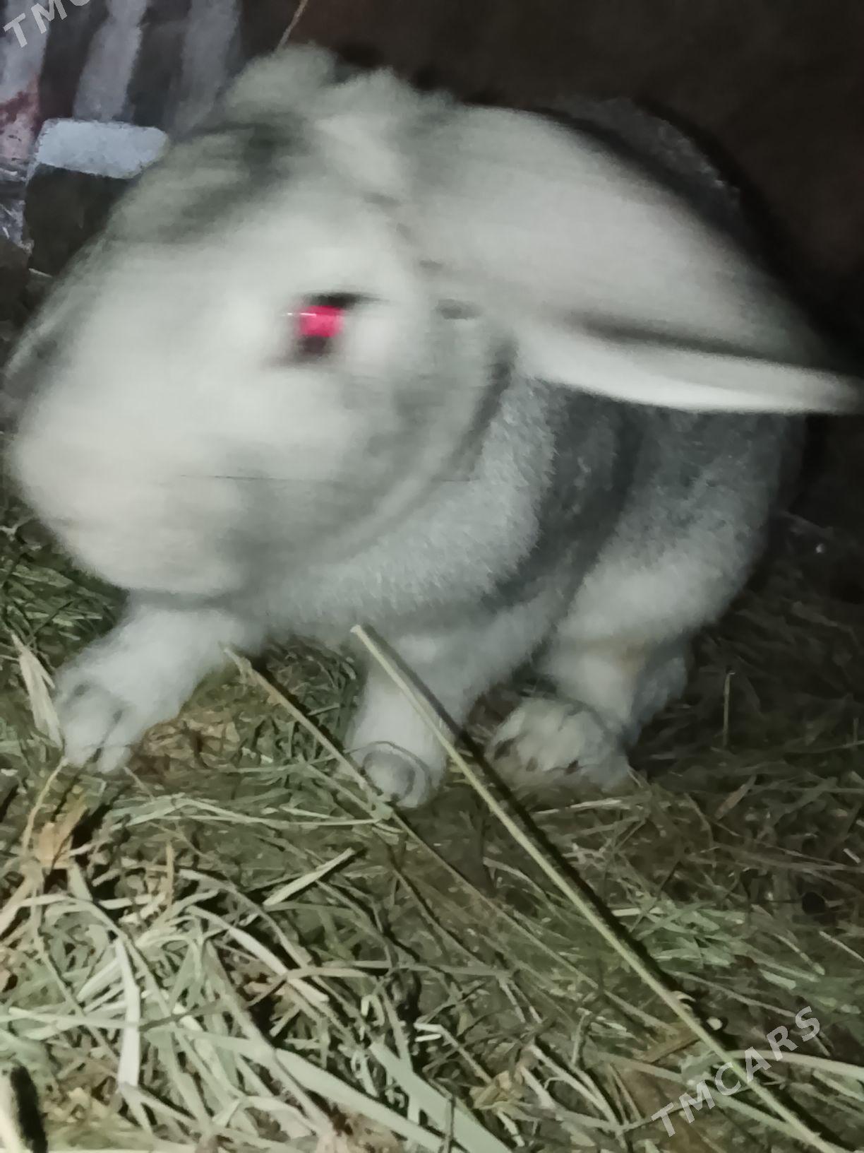 welkan towsan - Türkmenabat - img 7