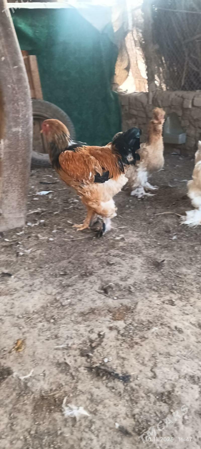 towuk - Wekilbazar - img 7