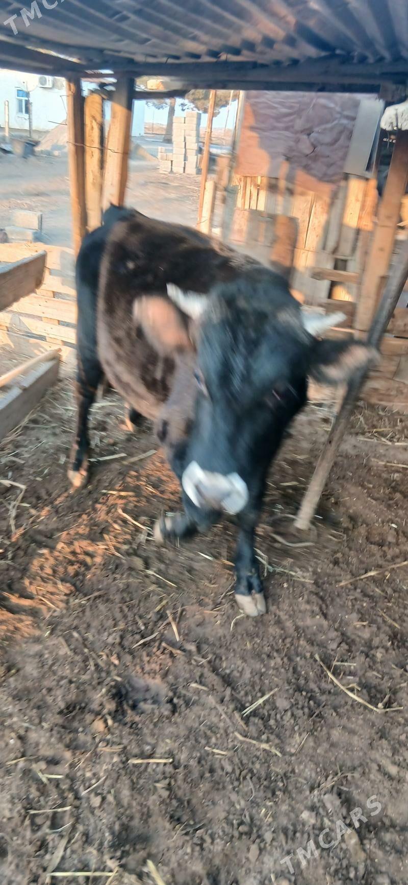 şwes öküz - Тязе заман - img 3