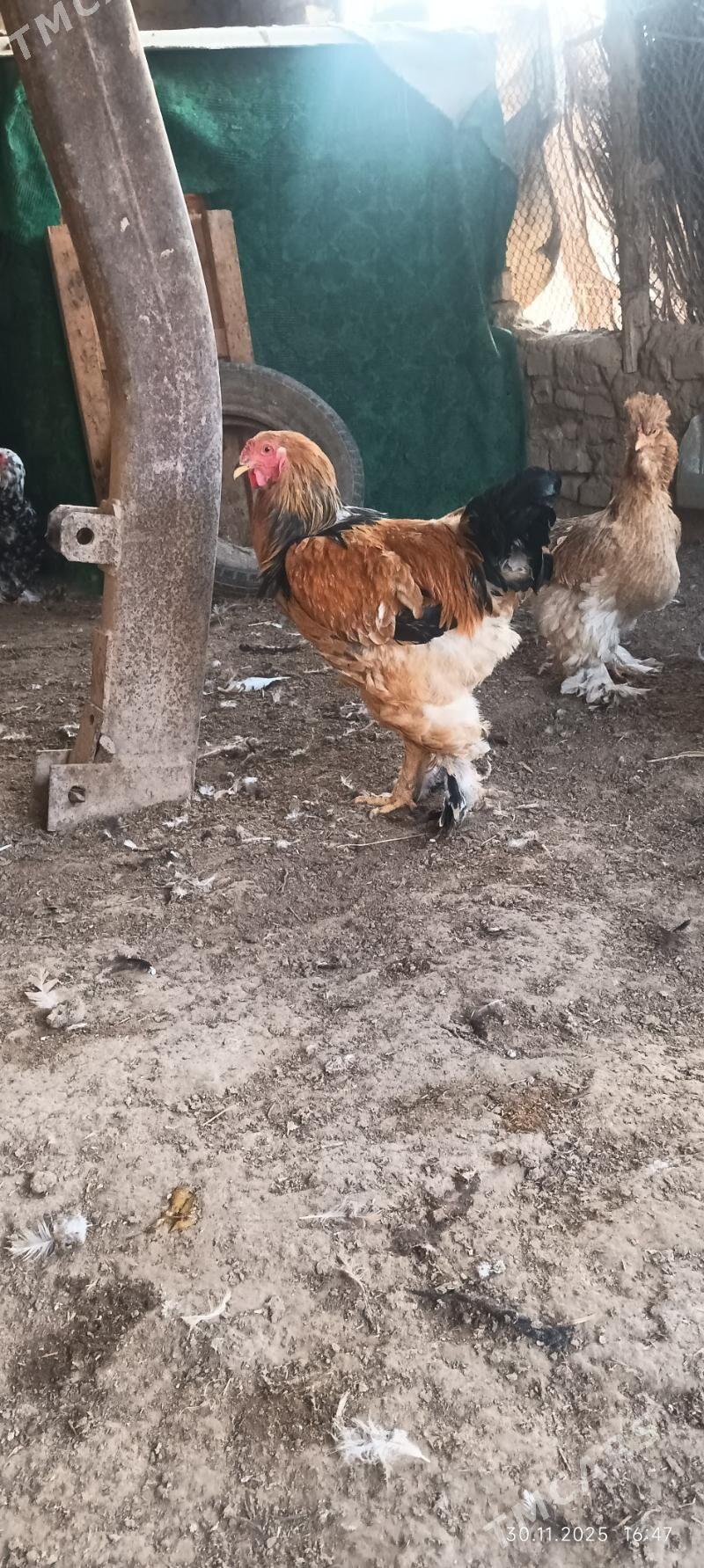 towuk - Wekilbazar - img 6