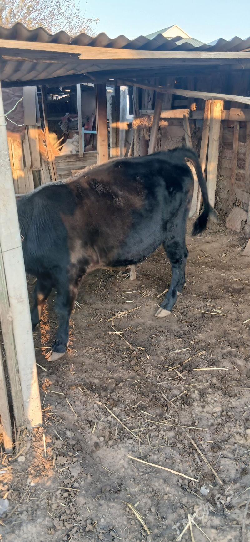 şwes öküz - Тязе заман - img 6