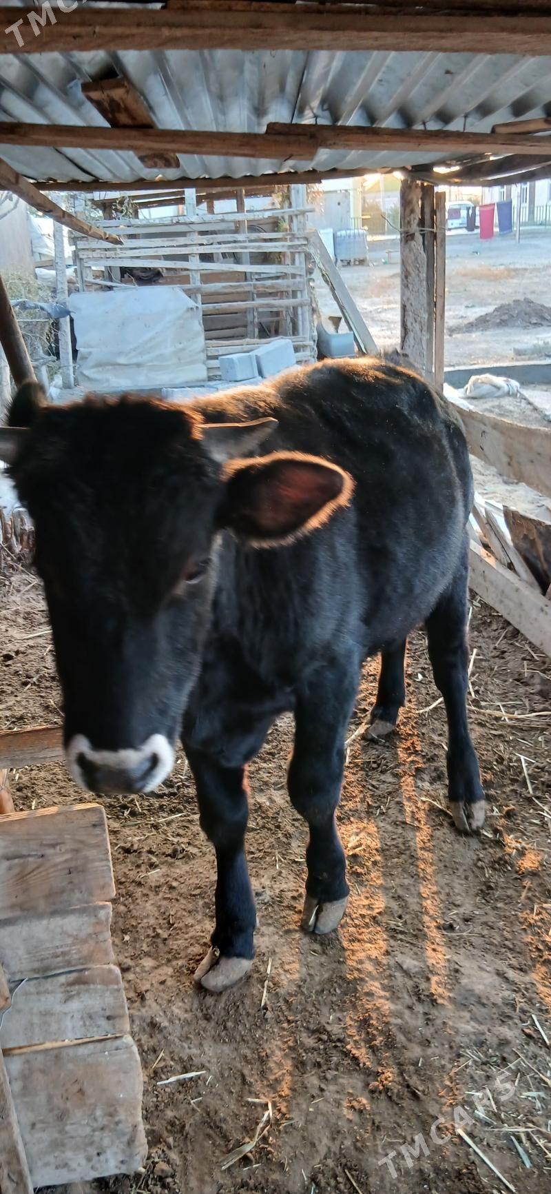 şwes öküz - Тязе заман - img 7