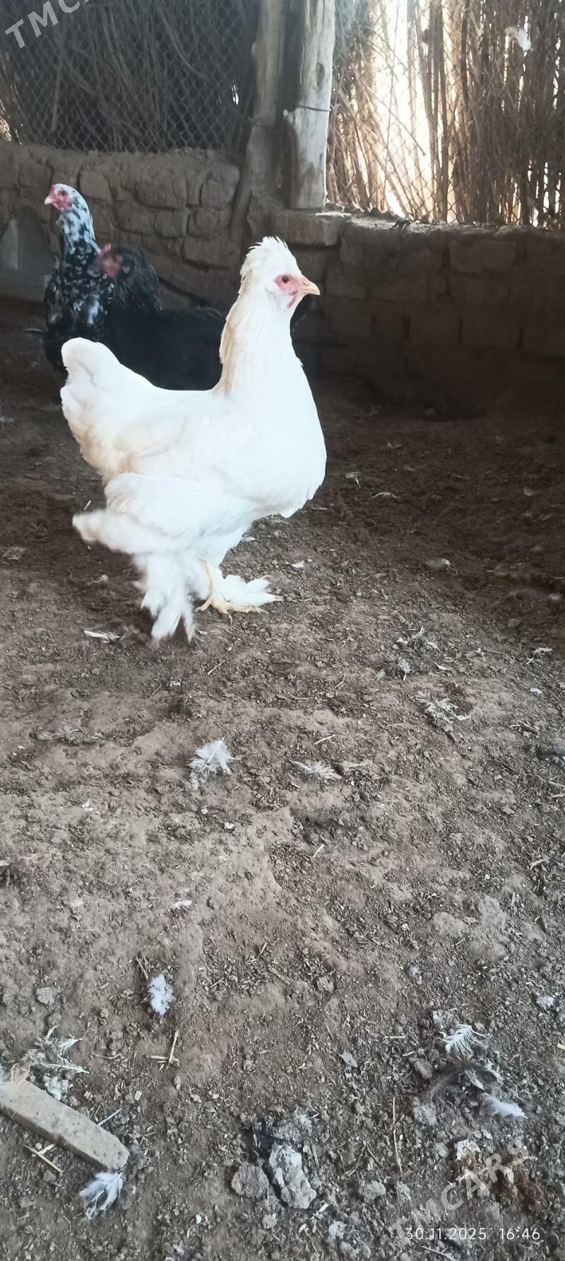 towuk - Wekilbazar - img 3