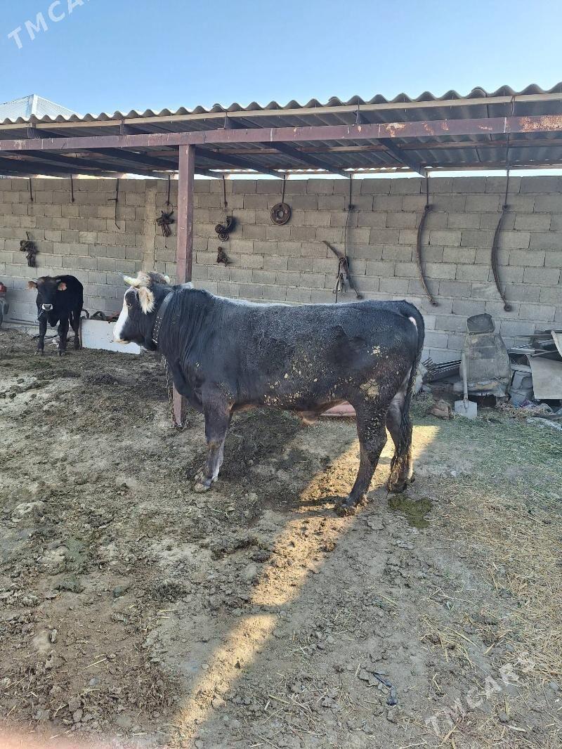 Öküz - Bäherden - img 5