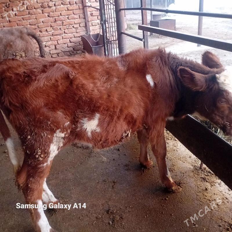 tuwe - Bäherden - img 2