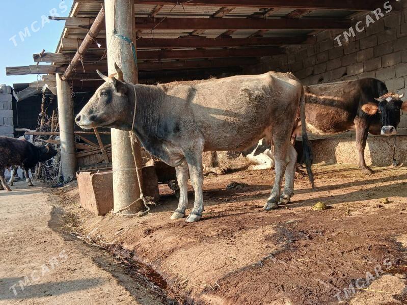 sigir - Bäherden - img 1