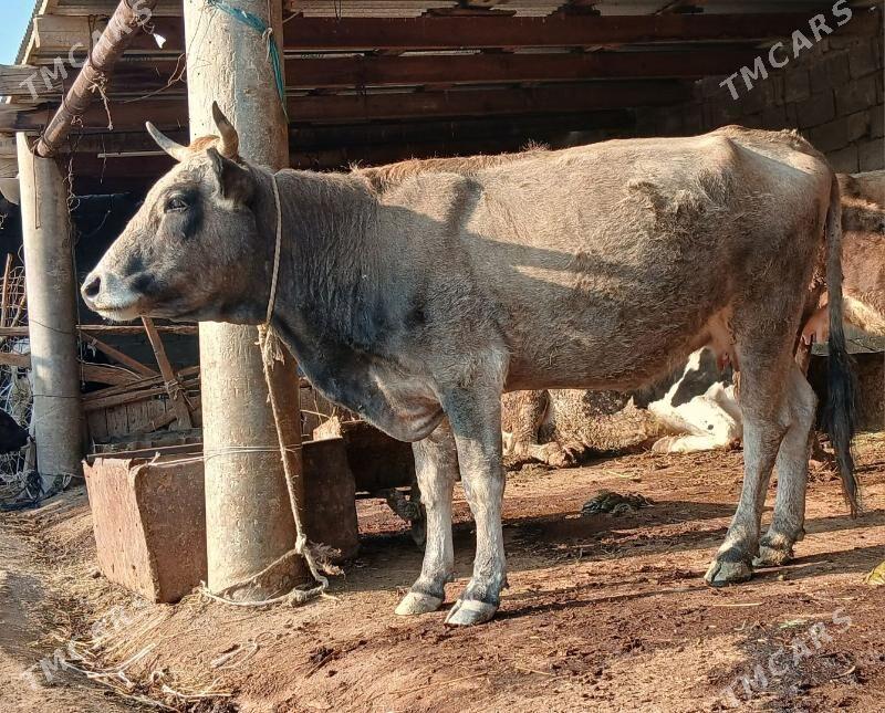 sigir - Bäherden - img 2