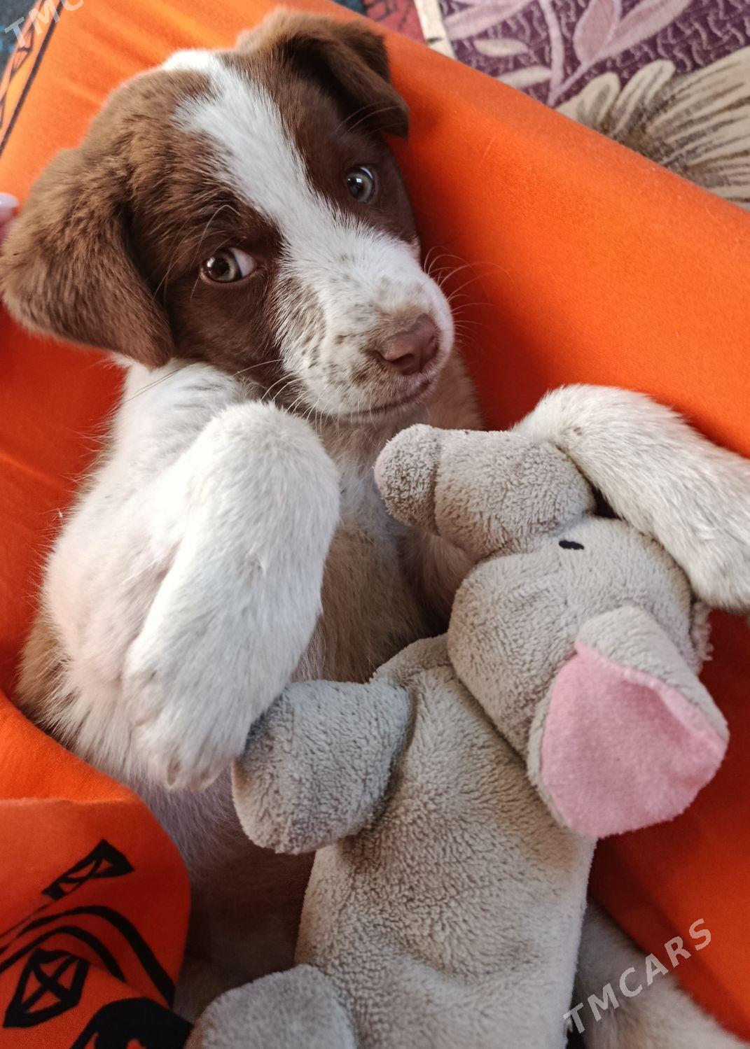 gujik - Mary - img 2