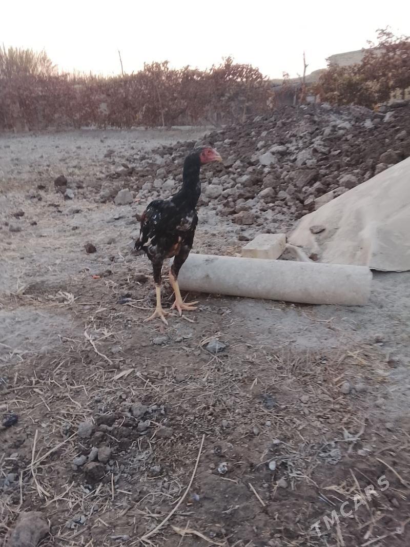 baysow - Türkmenabat - img 1