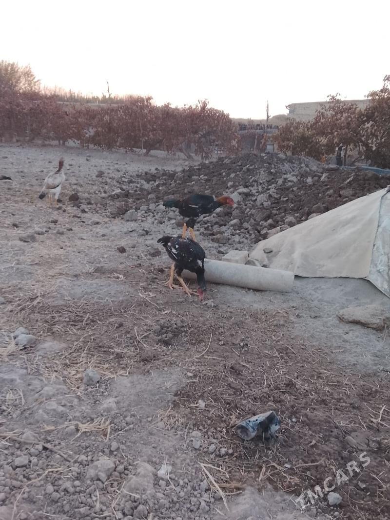 baysow - Туркменабат - img 2