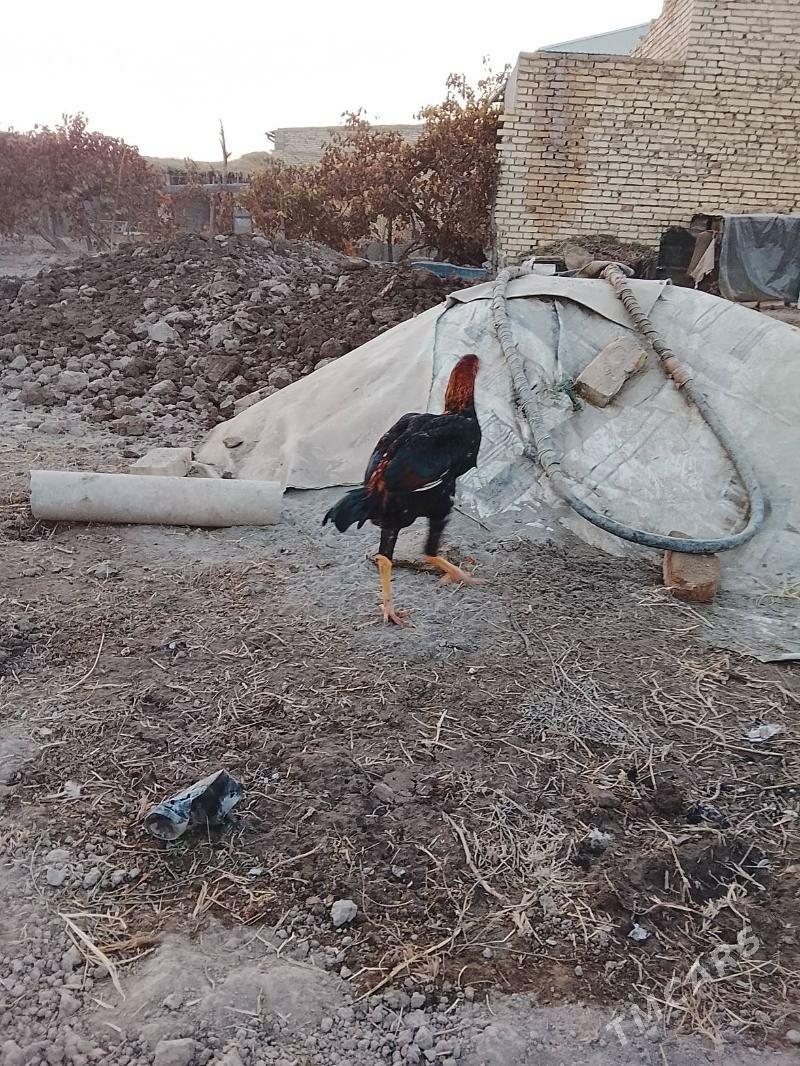 baysow - Туркменабат - img 3