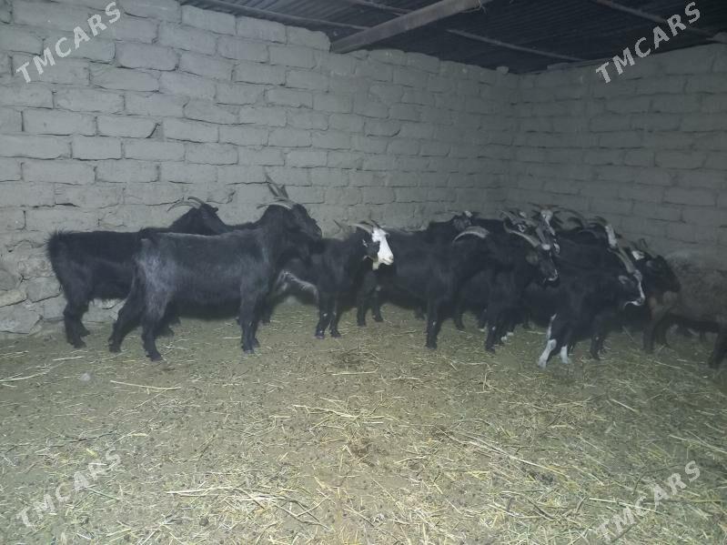 Geci - Махтумкули - img 2