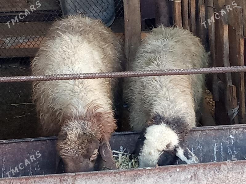 Goyunlar - Bäherden - img 2