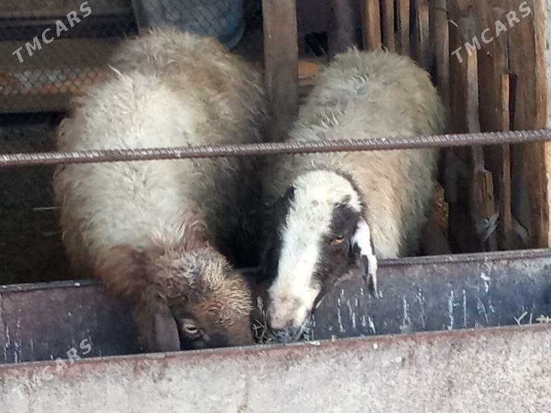 Goyunlar - Bäherden - img 3