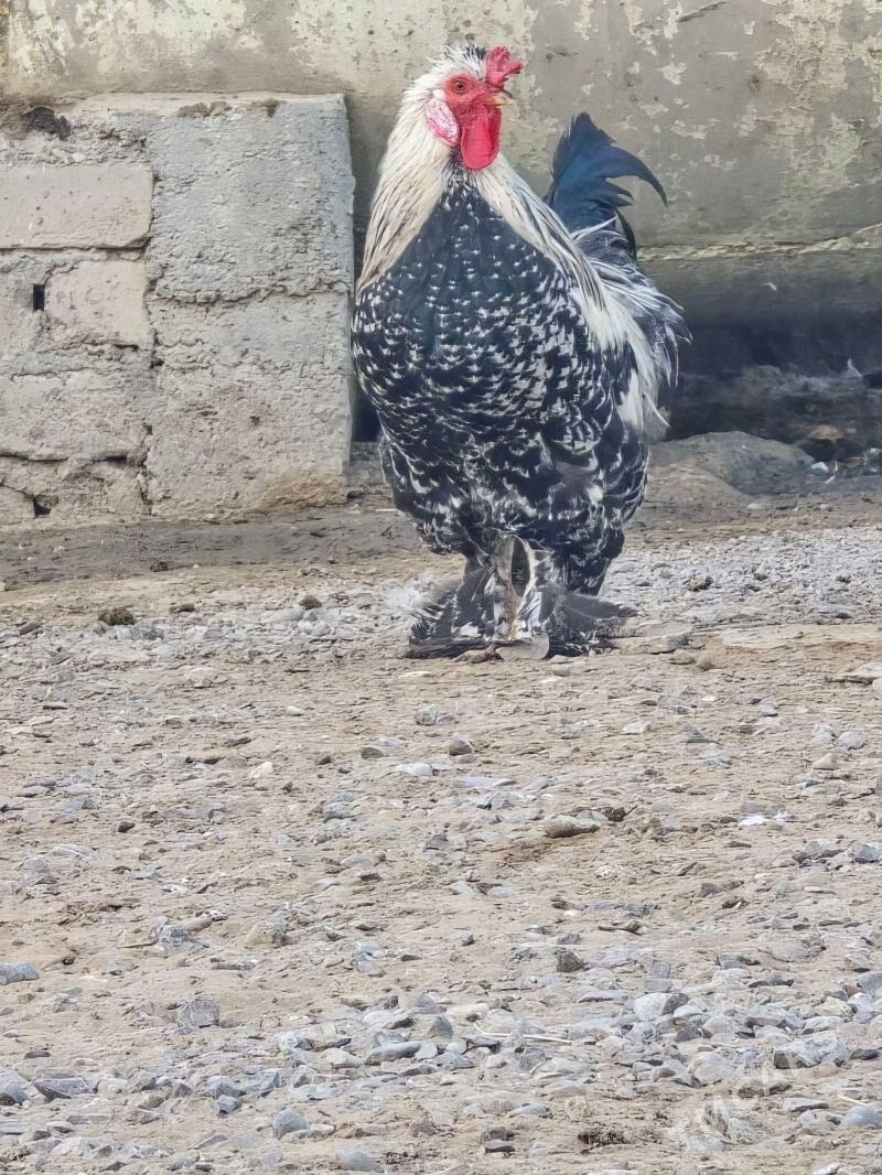 troýka horaz - Çoganly - img 2