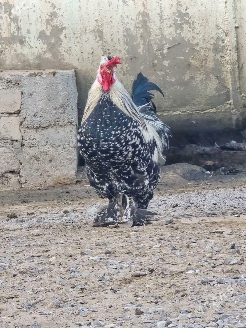 troýka horaz - Çoganly - img 3