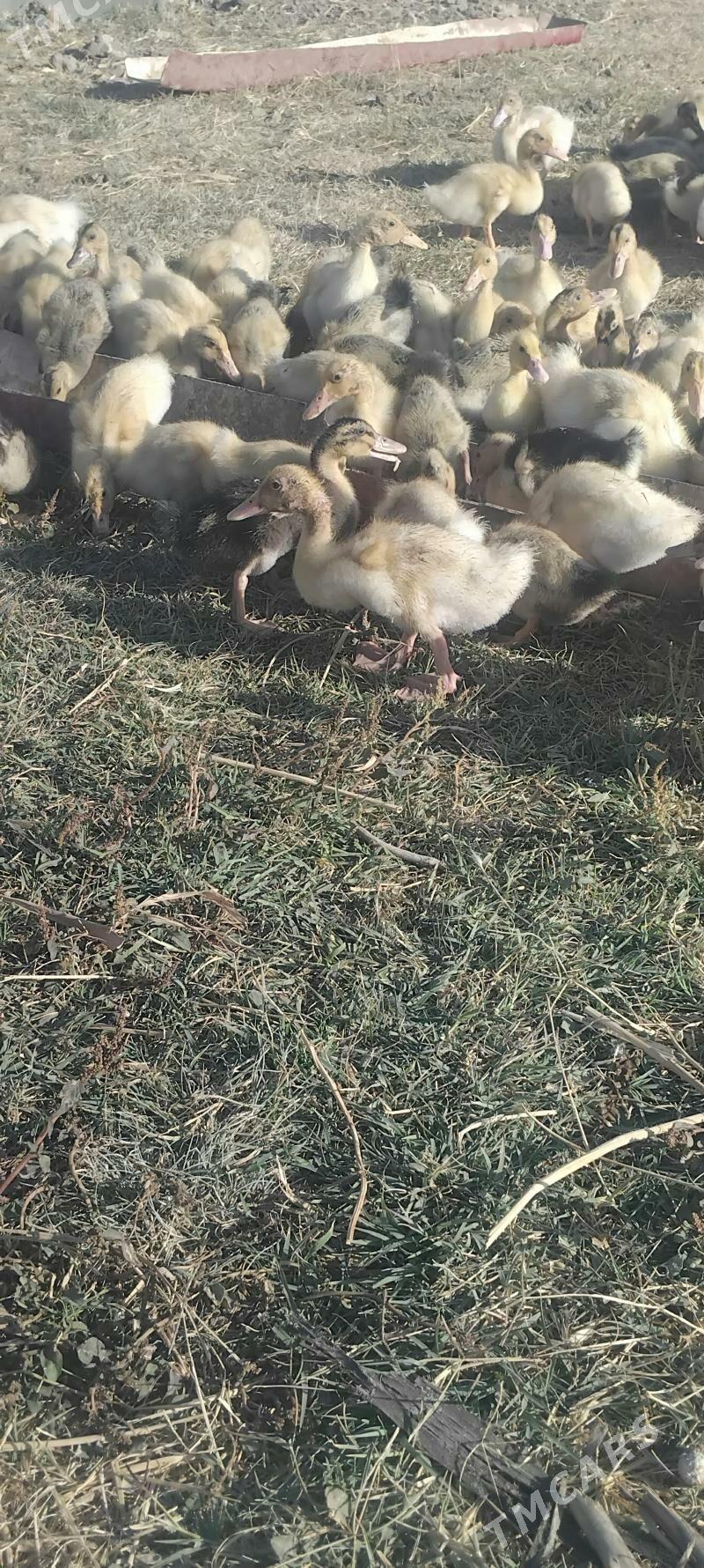 Ordek gak gak - Wekilbazar - img 2