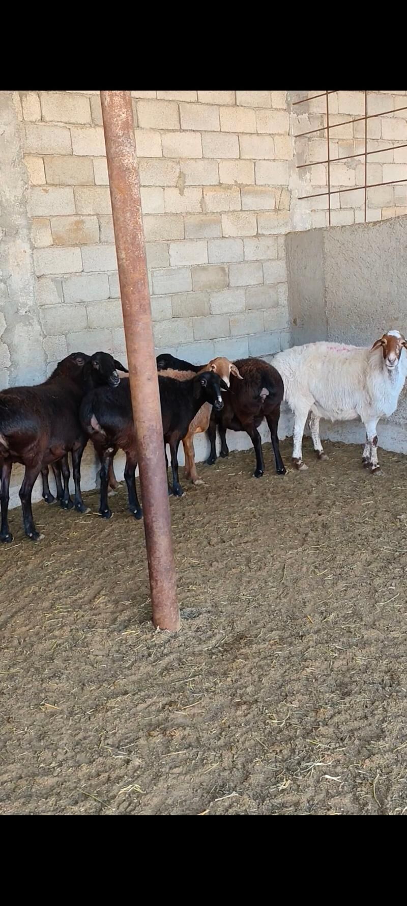 GÌSAR GOÝUNAR - Änew - img 10