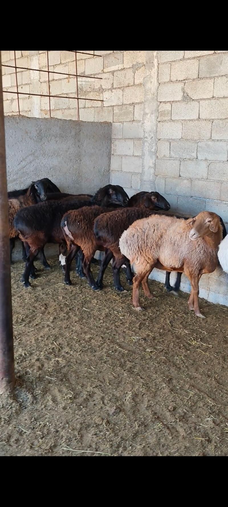 GÌSAR GOÝUNAR - Änew - img 7