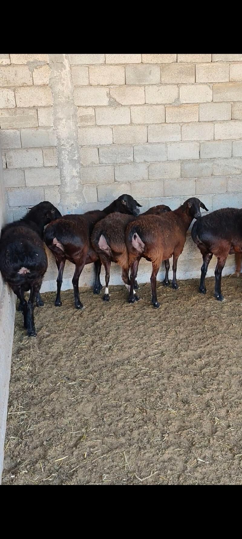 GÌSAR GOÝUNAR - Änew - img 5