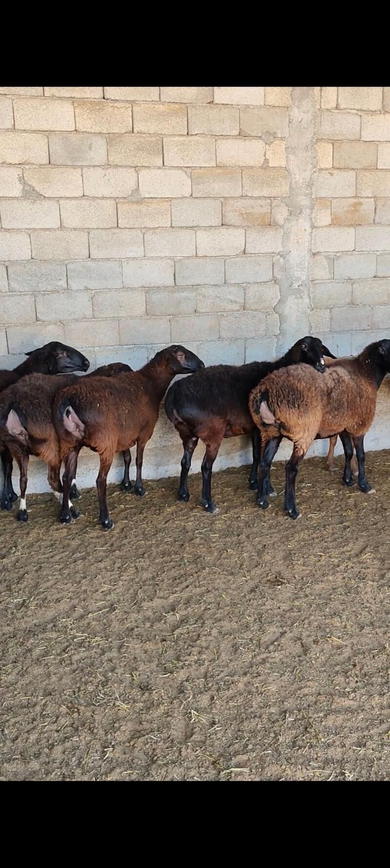 GÌSAR GOÝUNAR - Änew - img 9