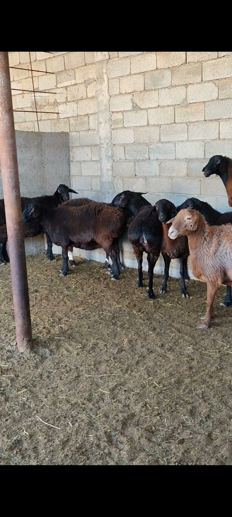 GÌSAR GOÝUNAR - Änew - img 6