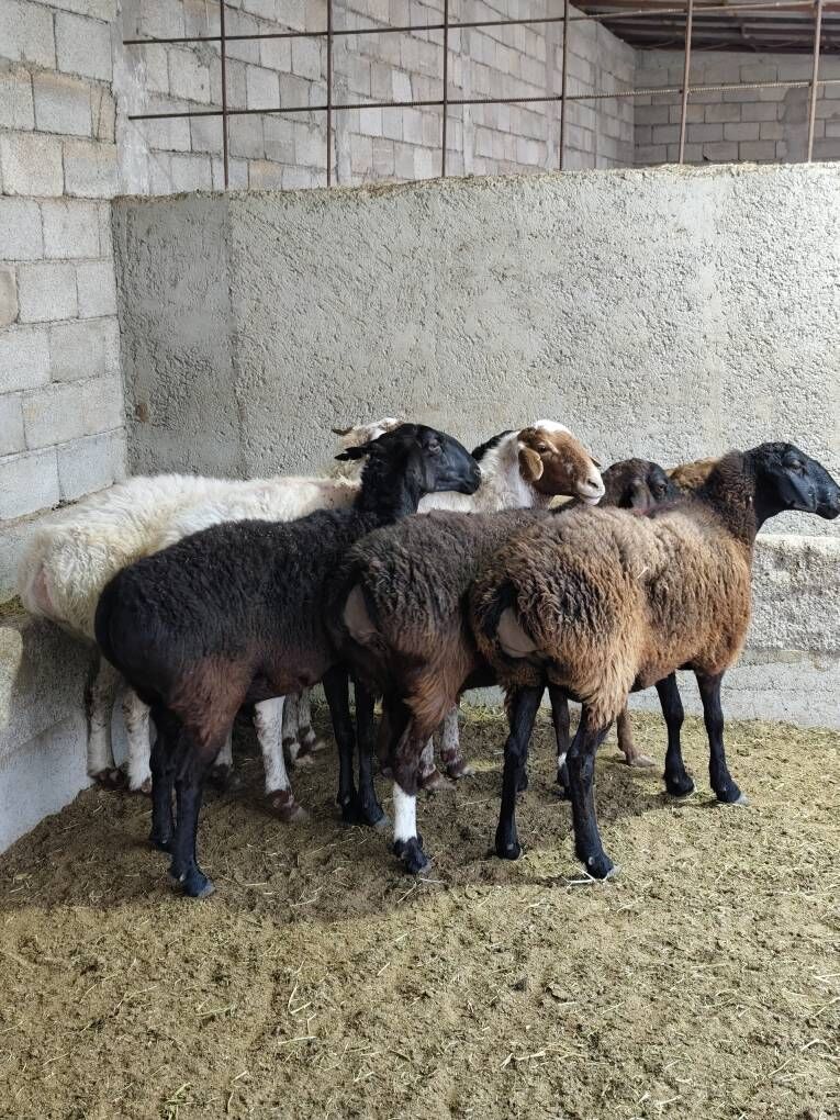 GÌSAR GOÝUNAR - Änew - img 4