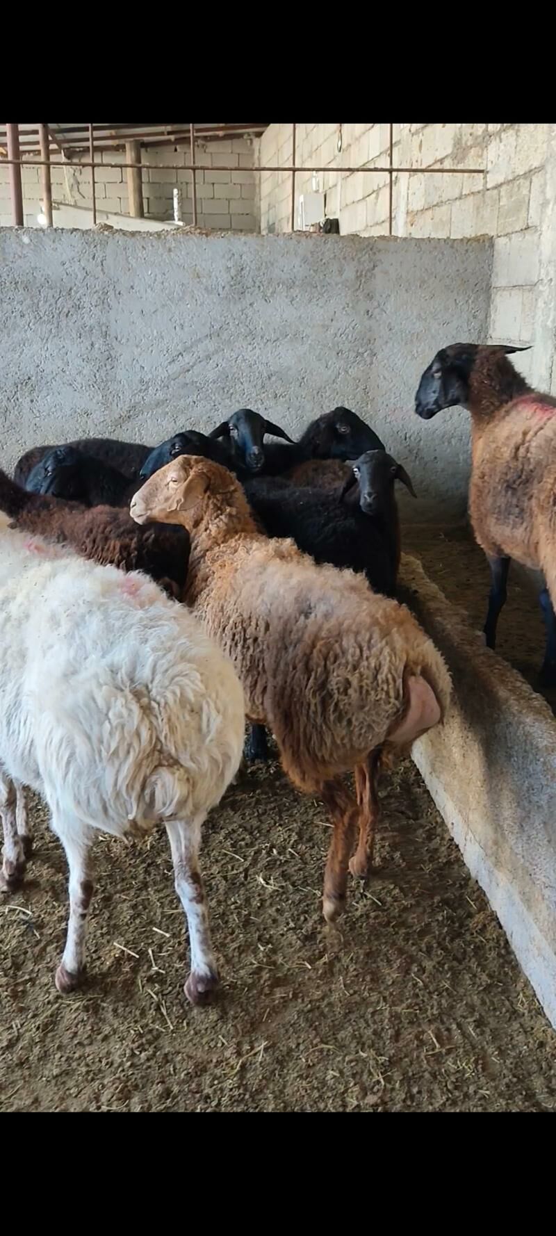 GÌSAR GOÝUNAR - Änew - img 8